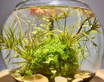 May include: A clear, round glass terrarium filled with aquatic plants and small stones. The terrarium contains a variety of green plants, including a central mossy area and long, thin grasses. The water is clear, and the base has small stones.
