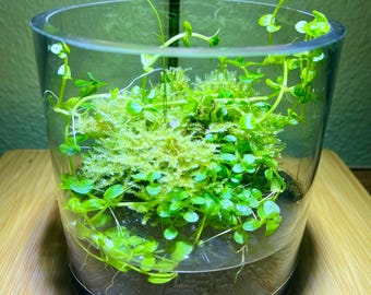 DIY Terrarium Kit | Live Plants, Soil, Rocks and Planting Ball, Vase, lid | Wabi Kusa