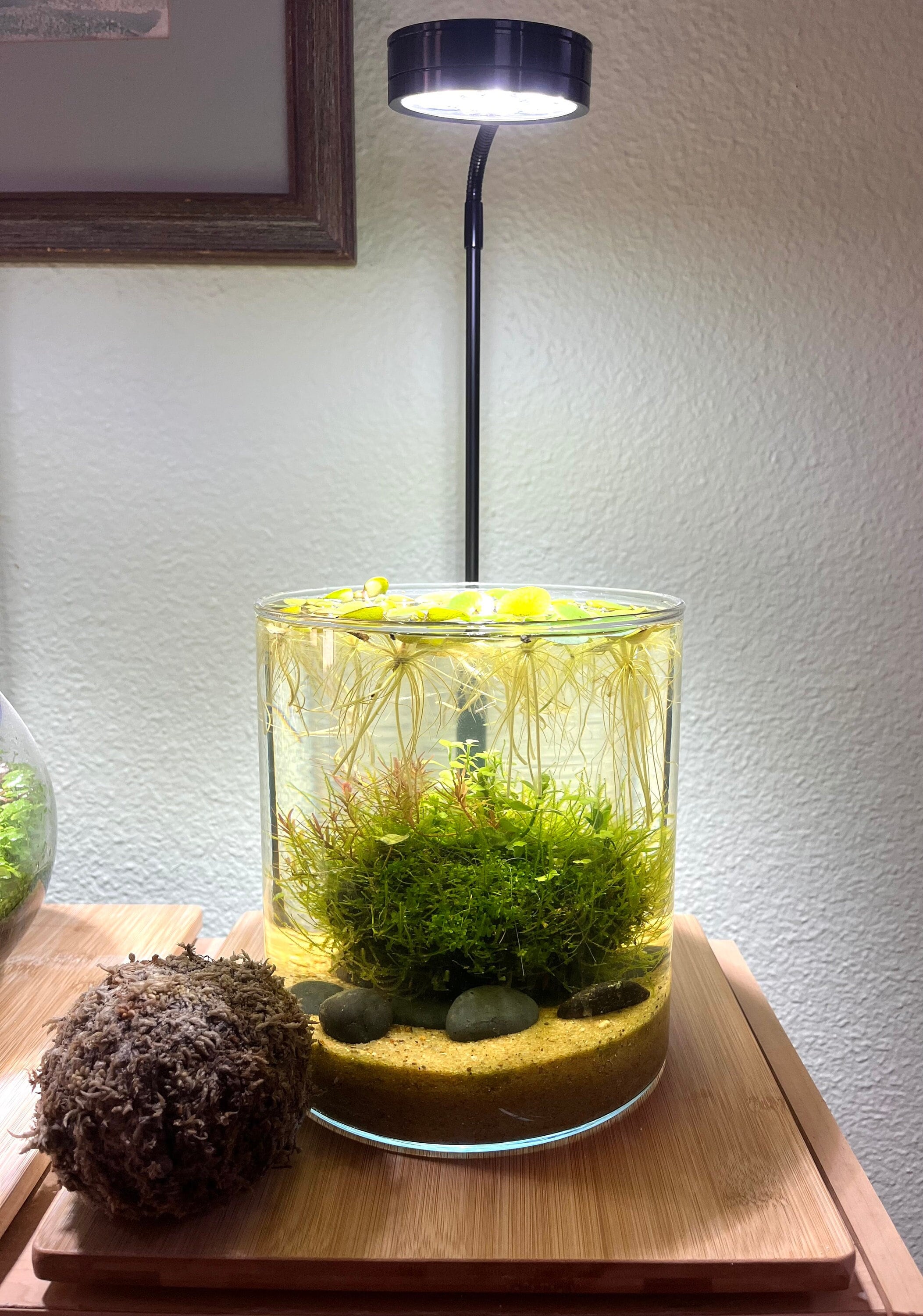 DIY Terrarium Starter Kit | Aquarium Planting Balls for Live