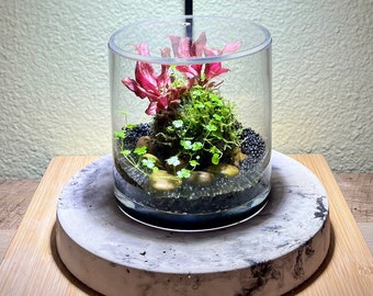 DIY Kit: complete terrarium wabi kusa kit with moss ball, glass terrarium, acrylic lid, soil, rocks, thread, dowel and PLANTS.