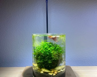 DIY Aquarium KIT:  glass vase, lid, wabi kusa ball, aquasoil, rocks, thread, dowel and PLANTS. Optional stand w/ light.
