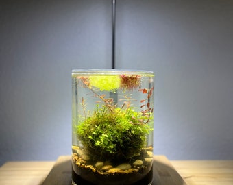 DIY wabi kusa KIT: complete kit with moss ball, glass vase, lid, aquasoil, rocks, thread and dowel. Optional light and stand.