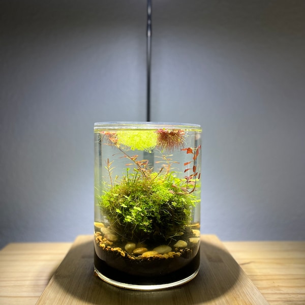 DIY wabi kusa KIT: complete kit with moss ball, glass vase, lid, aquasoil, rocks, thread, dowel and PLANTS. Optional light and stand.