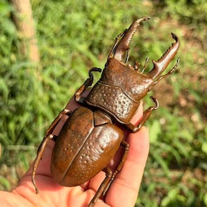 Könnte beinhalten: Eine bronzefarbene Hirschkäfer-Figur mit einer texturierten, punktierten Oberfläche auf den Flügeldecken und dem Thorax, mit großen, markanten, gezackten Mandibeln, die nach vorne ragen, und sechs gegliederten Beinen am Körper.