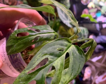 philodendron paraiso verde kaufen 4