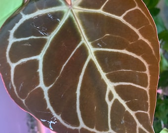 Large Anthurium chrystallinum
