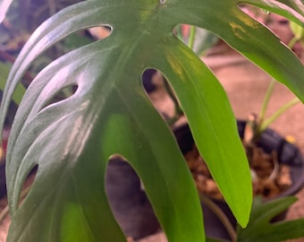 Philodendron Mayoi 2 Plant **(ALL Plants Require You to Purchase ANY 2  Plants!)** - Etsy