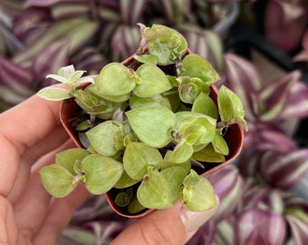 Callisia Repens 'Turtle Vine' (Tradescantia/Trailing Plant) House Plant 2" inch pots Inch Plant / Live Potted Plant / Easy to Care For!