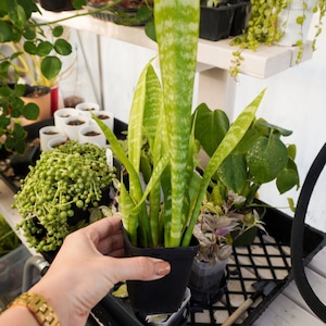 Sansevieria (Dracaena/Sansevieria Aka Snake Plant) House Plant 2.7&quot; inch pots / Live Potted Plant / Easy to Care For!