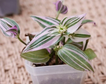 Tradescantia Fluminensis Lilac (Spiderwort) House Plant 2.7" inch pots / Inch Plant / Live Potted Plant / Easy to Care For!