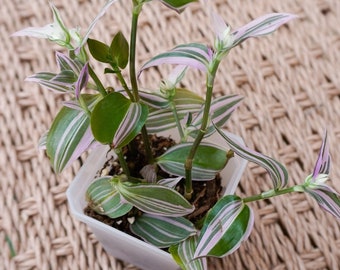 Tradescantia Fluminensis Lilac (Spiderwort) House Plant 2.7" inch pots / Inch Plant / Live Potted Plant / Easy to Care For!