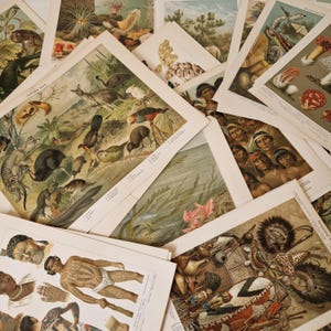 Large Lot Vintage Encyclopedia Lithographs – Antique Book Plates – Color Prints for Framing or Crafts