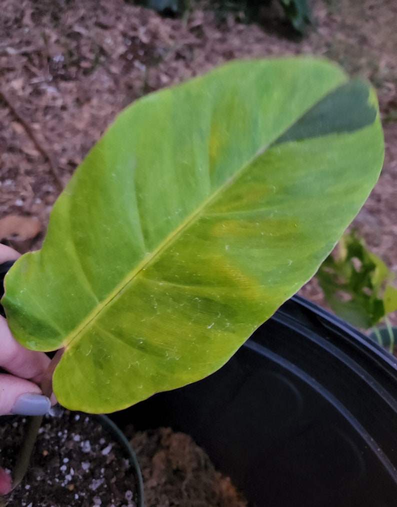 Variegated Jungle Fever Philodendron High Variegation Etsy