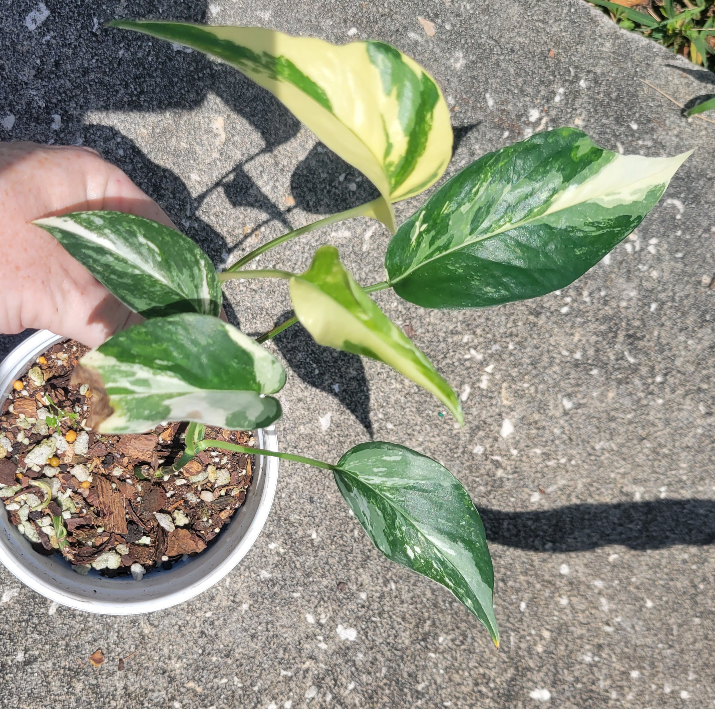 10x Epipremnum Pinnatum Marble Variegated wholesale 3-4 leaves