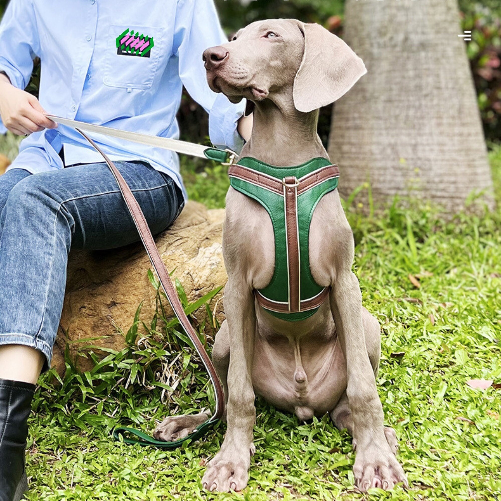 Harnais de Sécurité pour Chien Chiot Réglable Robuste avec Laisse Plomb  Ensemble Réfléchissant Sans Traction Rembourré Chien Laisse Collier Harnais  de Poitrine Gilet avec Poignée pour les Petits Chiens de Taille Moyenne