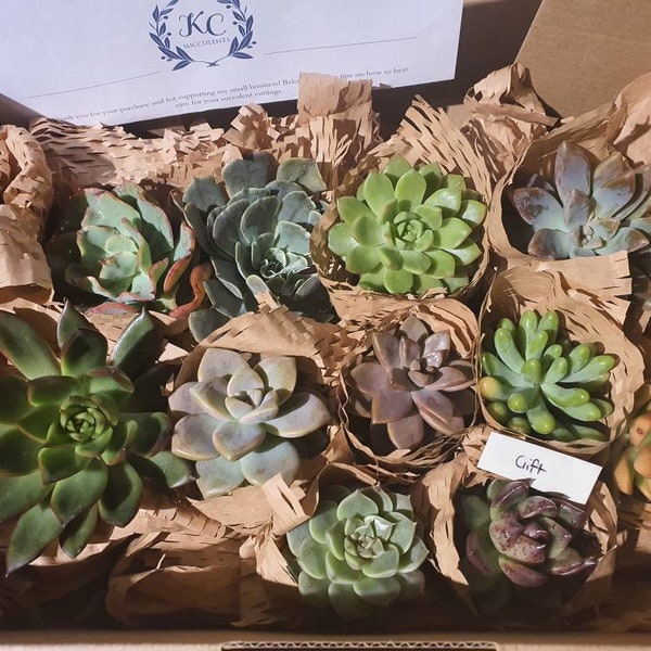 Colourful Variety Succulent Cutting Pack