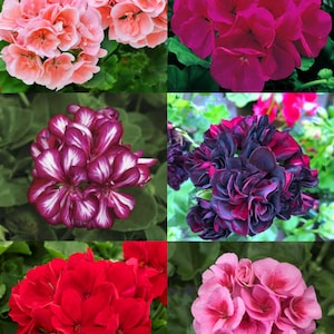 Pack of 6 different coloured Geraniums