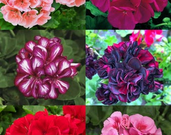 Pack of 6 different coloured Geraniums