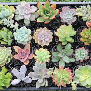 May include: A tray of 16 small succulent plants in individual pots. The succulents are a variety of colours, including green, pink, red, and purple.