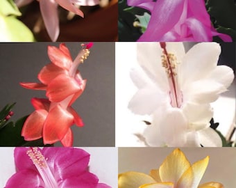 A pack of 6 different coloured Zygo Cactus (Schlumbergera)