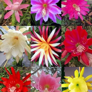 May include: A collection of nine flowers in various colours, including pink, red, purple, white, and yellow. Each flower has multiple petals and a central feature, displaying the diverse colours and shapes of the blooms. The flowers are in full bloom.