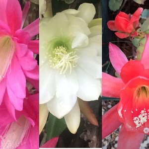 3 different coloured Epiphyllum pack