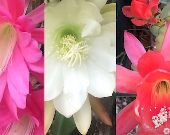 3 different coloured Epiphyllum pack