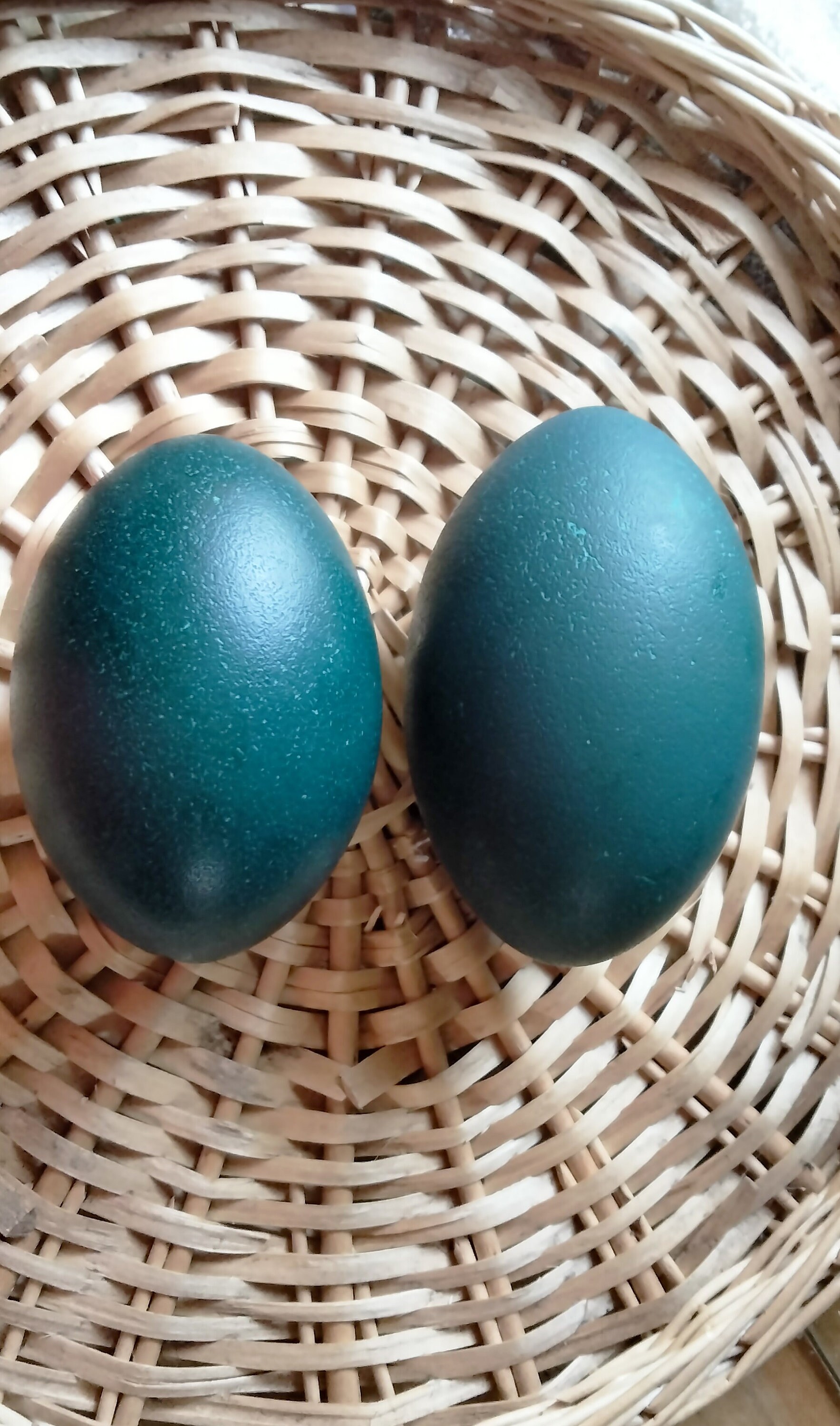 Emu Eggs Color