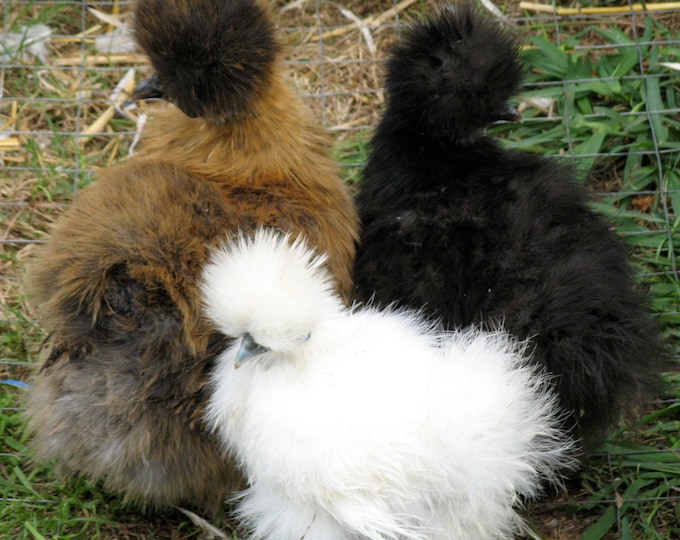 16 Fresh Silkie Eggs From Our White, Buff, Blue, Paint, and Splash