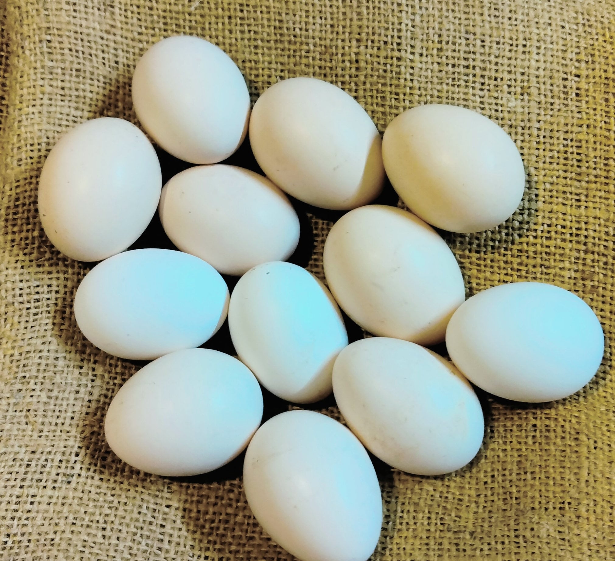 16 Fresh Silkie Eggs From Our White, Buff, Blue, Paint, and Splash