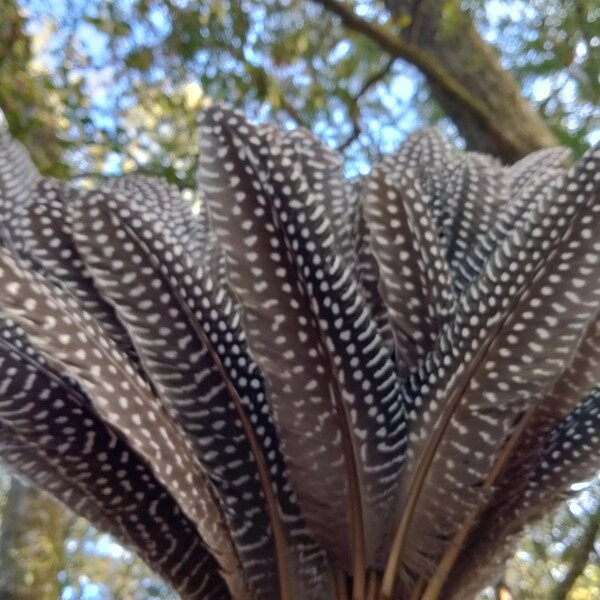 20 piece 6 inch Guinea Feathers Guineafowl flight feathers wing feathers clean beautiful polka dot Craft jewelry quill projects