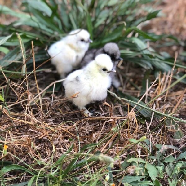 16 Farm Fresh Silkie Eggs from Paint, Black, Buff, Blue,  White, some Show Silkies. Includes extra small. Organically Raised and unwashed.