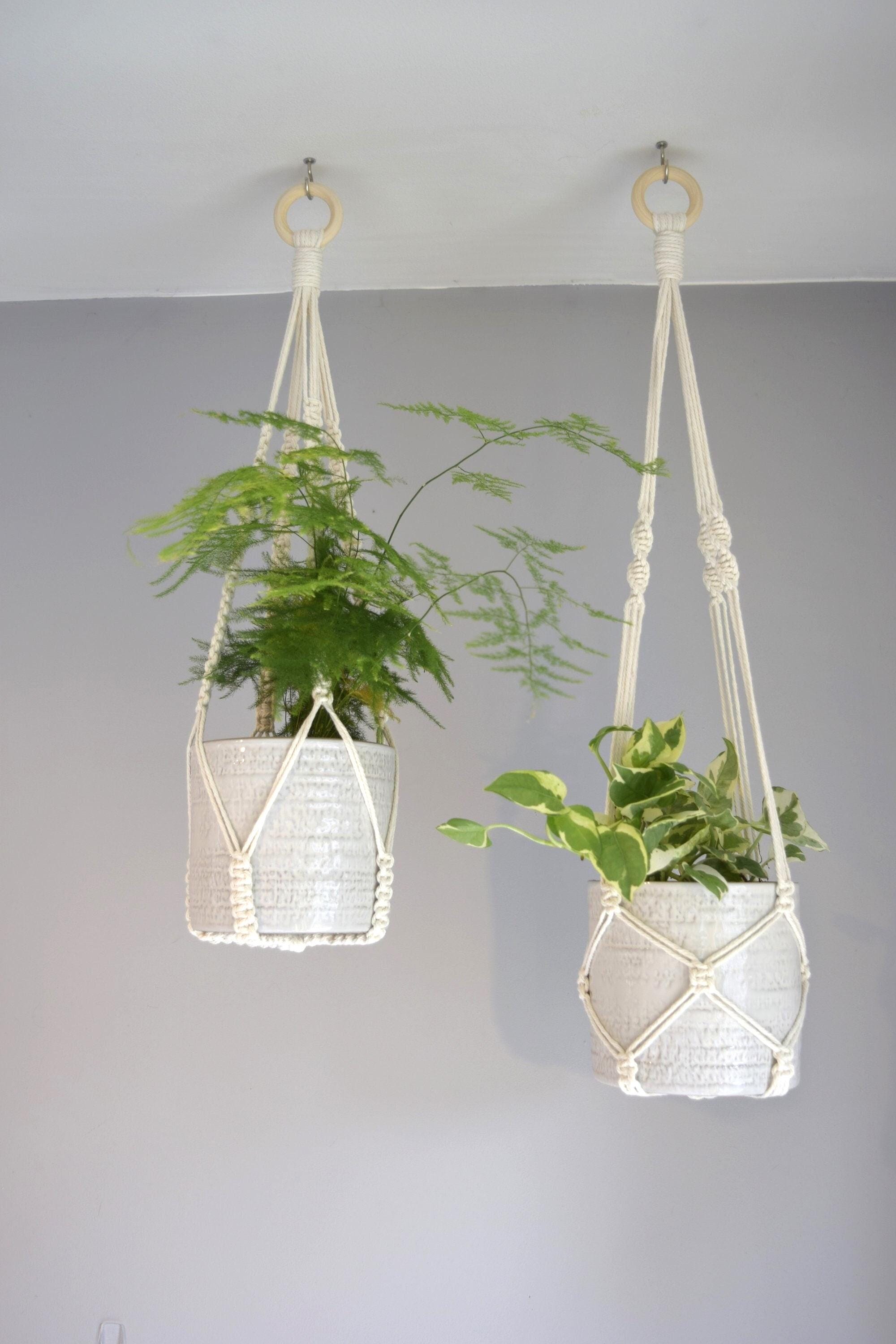fiddle leaf fig tree near me Buy Fiddle Leaf Fig Tree Online main image 0