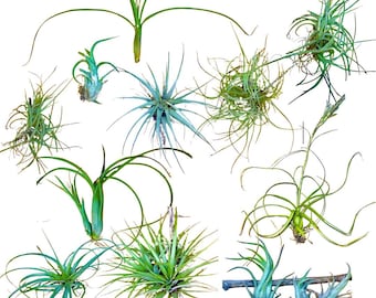 100 Fresh Mini Tillandsia Air Plants – Assorted Baby Air Plant Variety for Terrariums, Wedding Favors, Craft Projects, & Home Decor