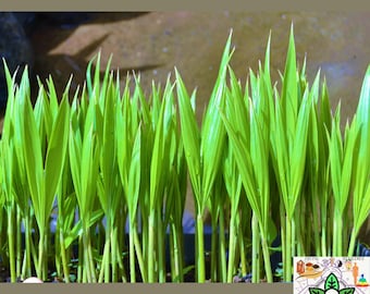 Areca Palm Seedlings Bulk - 12–18 Inch Tropical Plants, Dypsis lutescens, Palm Sprouts,
