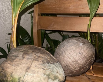 Coconut Sprouts(*Air Purifying)*LIVE Coconut Palm Tree |*GROWING Exotic Tropical Fruit | Edible Plant/ Nutritious "Coconut Apple's">*inside!