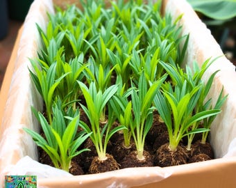 Florida Royal Palm Seedlings, Sprouts for Bulk Orders & Small Clusters,  Perfect for Landscaping or Investment