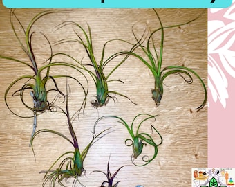 6 Pack~ Minature Air Plants-Tillandsia variety~ YOUR Choice. Indoor/Outdoor. Great for wedding Favors, Terrariums, etc.