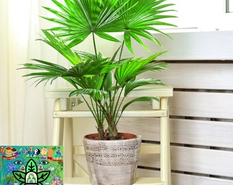 Livistona chinensis Palm Tree, Fountain Palm, Chinese Fan Palm 3 gallon Pot 2-3 Ft Tall