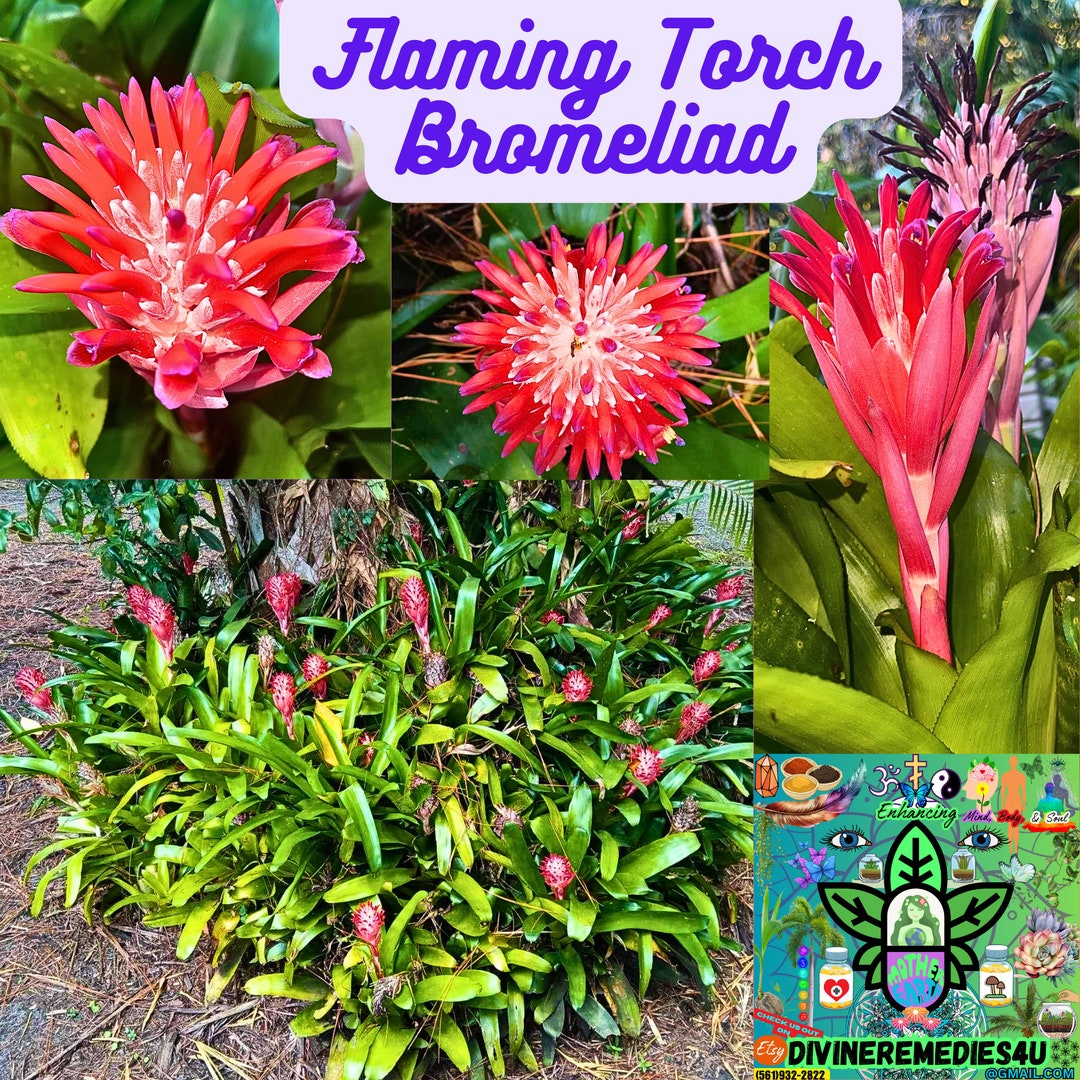 Beautiful Flaming Torch Bromeliad Live Flowering Plants, Billbergia