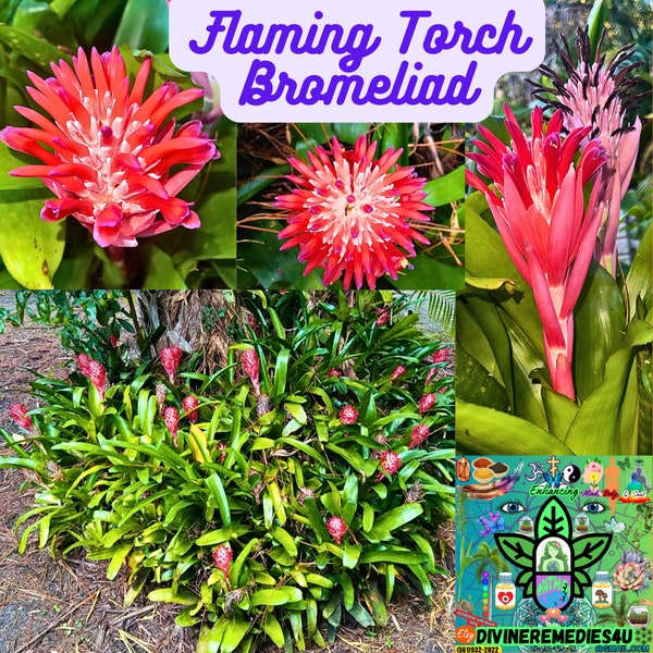 Beautiful Flaming Torch Bromeliad Live Flowering Plants, Billbergia Pyramidaly, Vibrant Colors 12 - 24 inches Tall