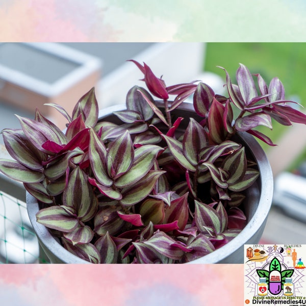 Tradescantia Zebrina House Plant, Wandering Jew, Silver House Plant ***Rooted and Cuttings