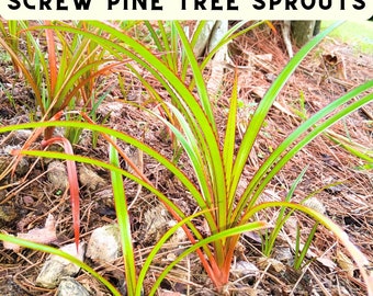 Unique *Fruiting Screw Pine Sprouts (Pandan) <12in. Sprouts Indoor/Outdoor *Fruit *Producing Tree's! +FREE Shipping +3*Free GIFT(*S)!