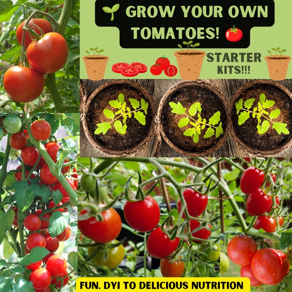 Grow your own tomatoes!!! DIY Everything you need to conduct this fun, easy, DIY Project! Pots,Soil,Seeds,Grow Organic Tomatoes