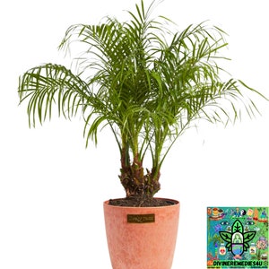 Pygmy Date Palm Tree 3 Gallon Pot 3-4 Ft , Phoenix Roebelenii