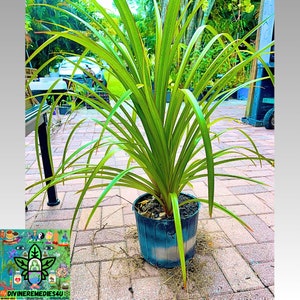 DOUBLE palmier à vis/palmier pandanus vivant, 3 pieds de haut, en pot, unique en son genre ! 1 seul !