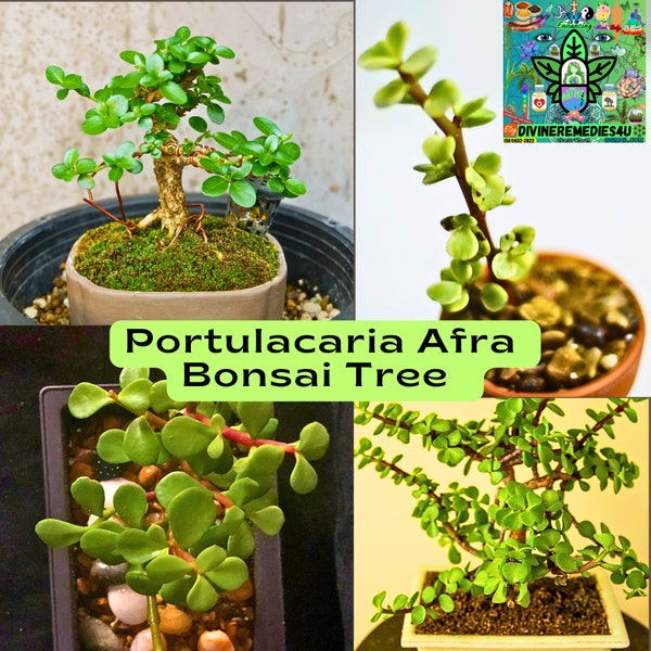 Jade Plant/ Portulacaria Afra Bonsai Tree Clipping* Starter Plant