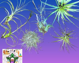 Tillandsia Air Plant Variety Pack* Bulk Assortment Different Sizes - Wholesale Pack for DIY Projects and Events