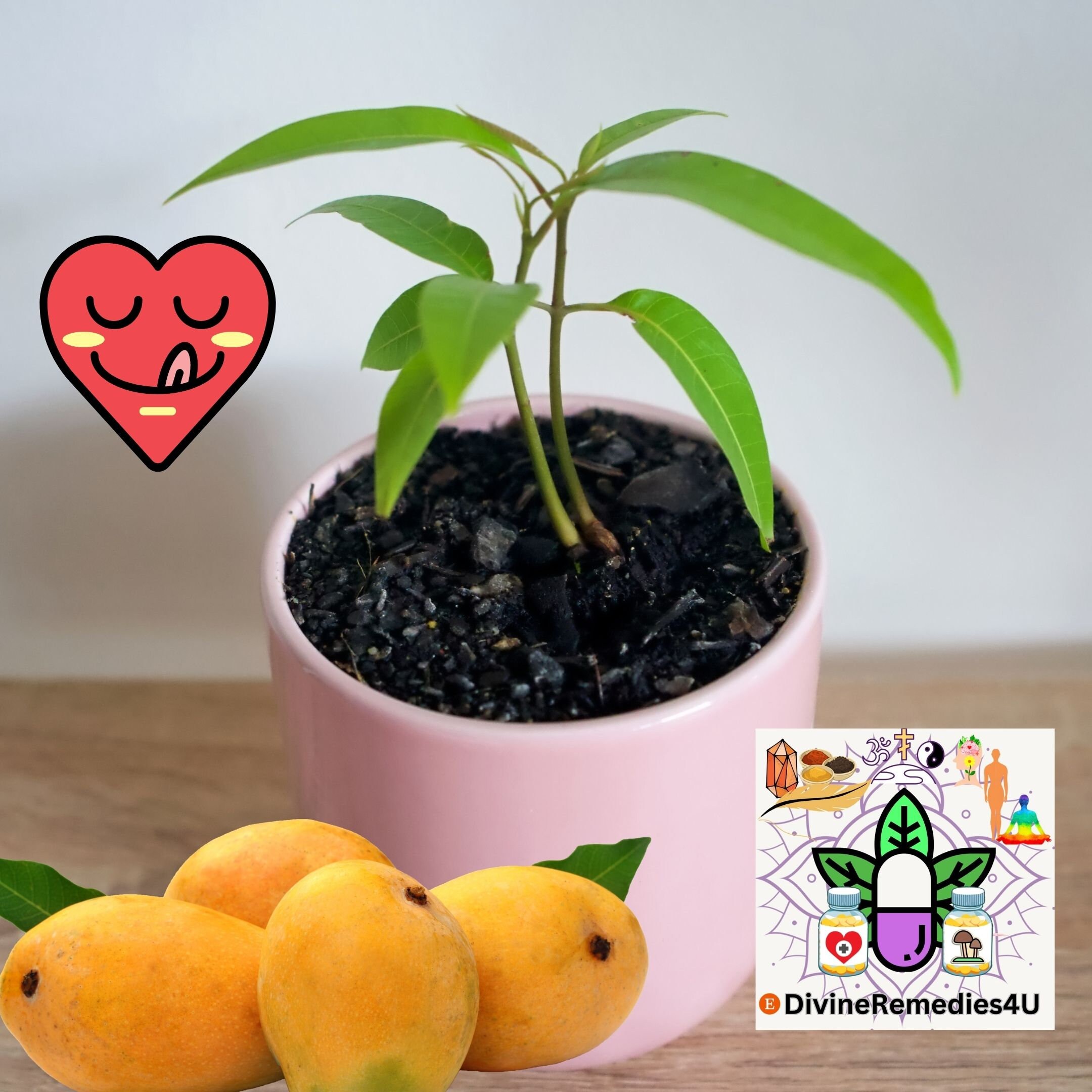 Grow Your Own Oasis: 2-foot Mango Tree and Sprouts for - Etsy