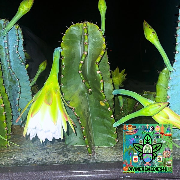 Cereus Night Blooming Cactus/Queen Of The Night Cuttings, Beautiful White Flowers Bloom At Night